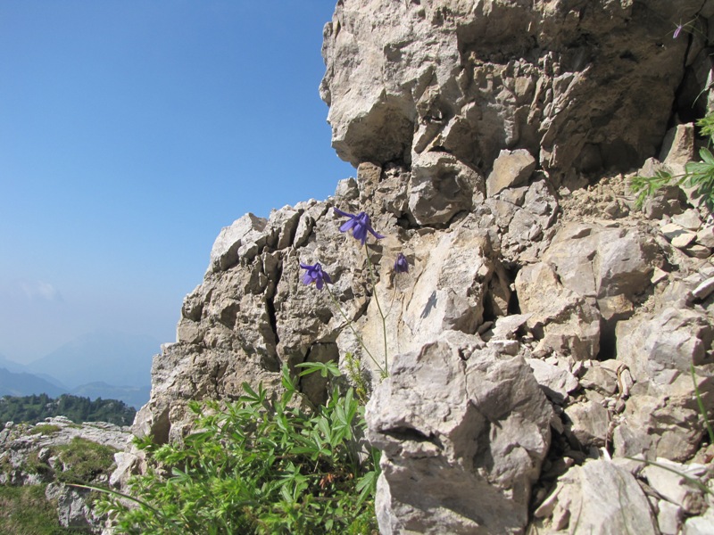 Aquilegia einseleana / Aquilegia di Einsele